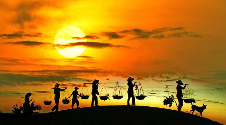 Bonobo: Nguồn Gốc Tiến Hóa Của Ngôn Ngữ Con Người?